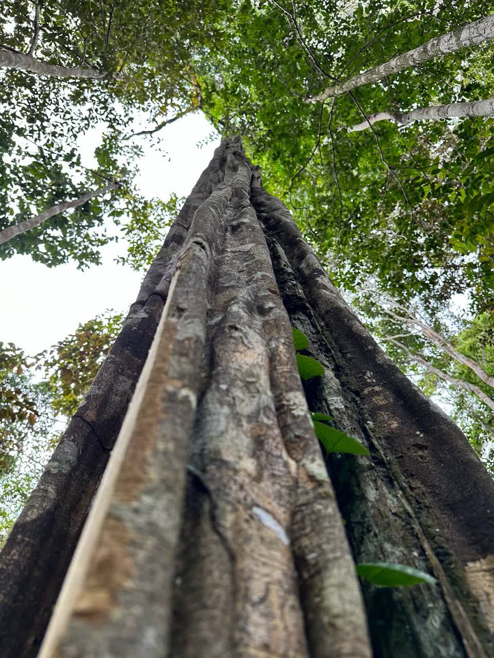 Remo Caspi tree rising into the rainforest canopy