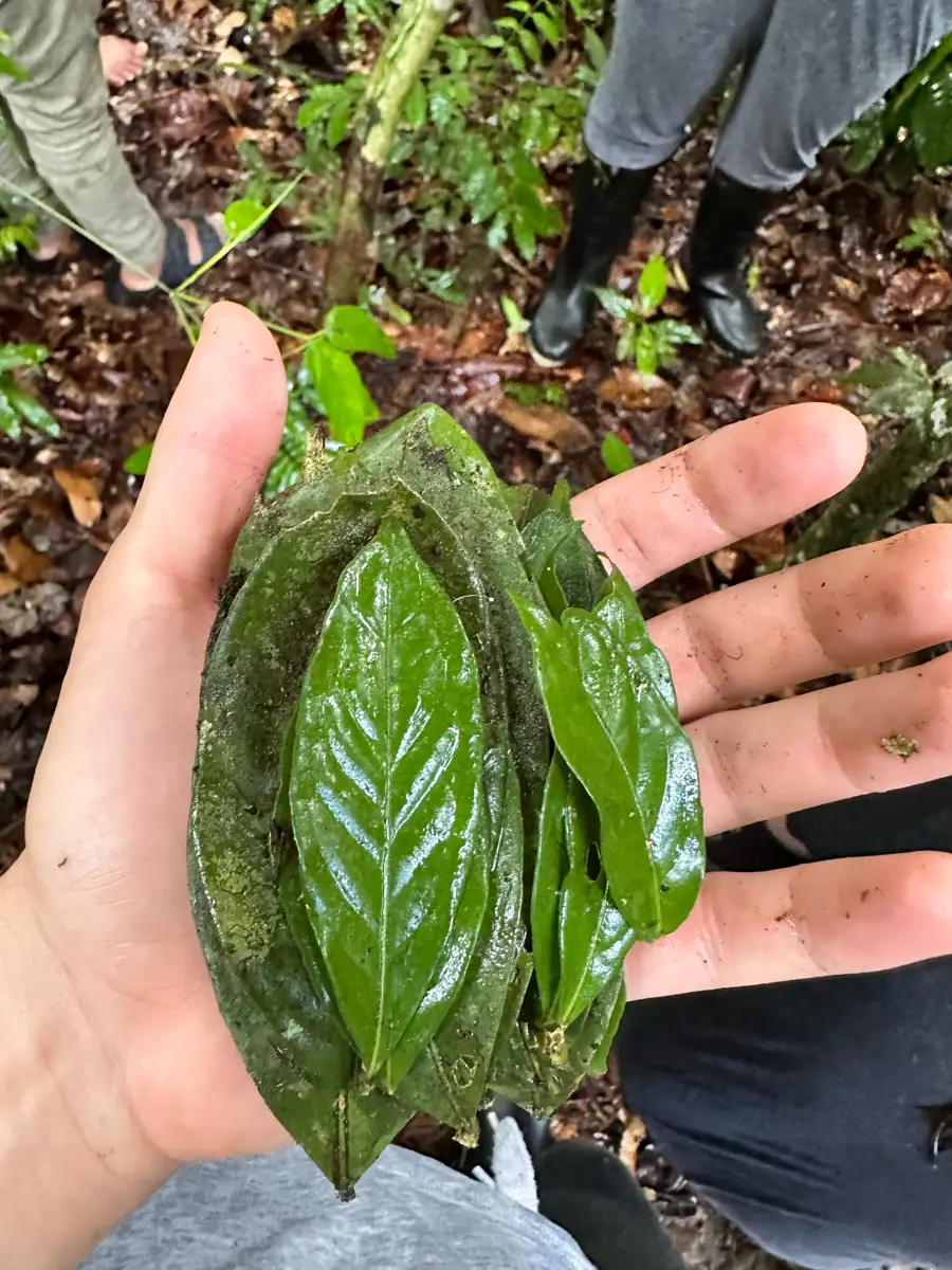A handful of freshly gathered leaves on a jungle walk