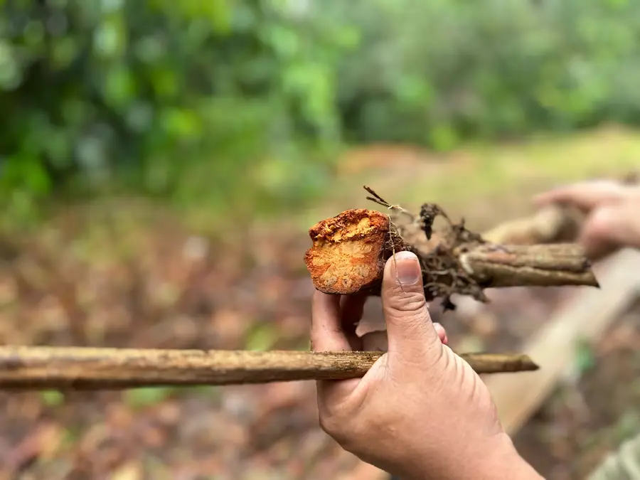 A freshly dug root showing its bright orange heartwood