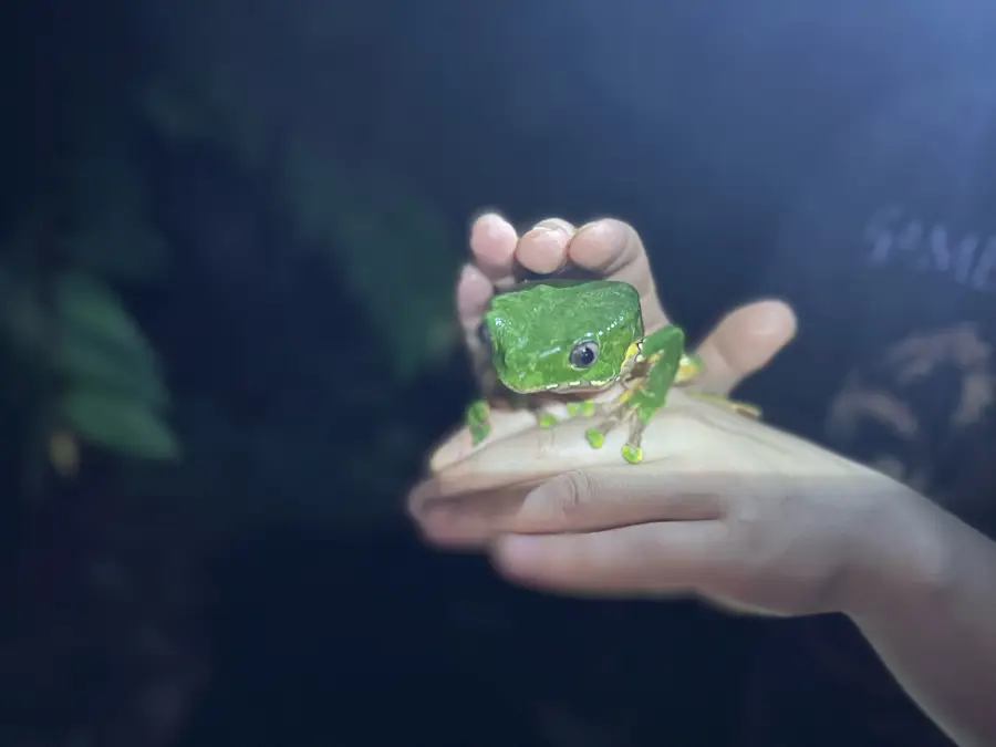 A green jungle frog resting on a hand at night