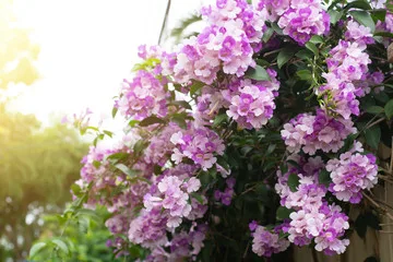Ajo Sacha vine covered in clusters of pink-purple flowers