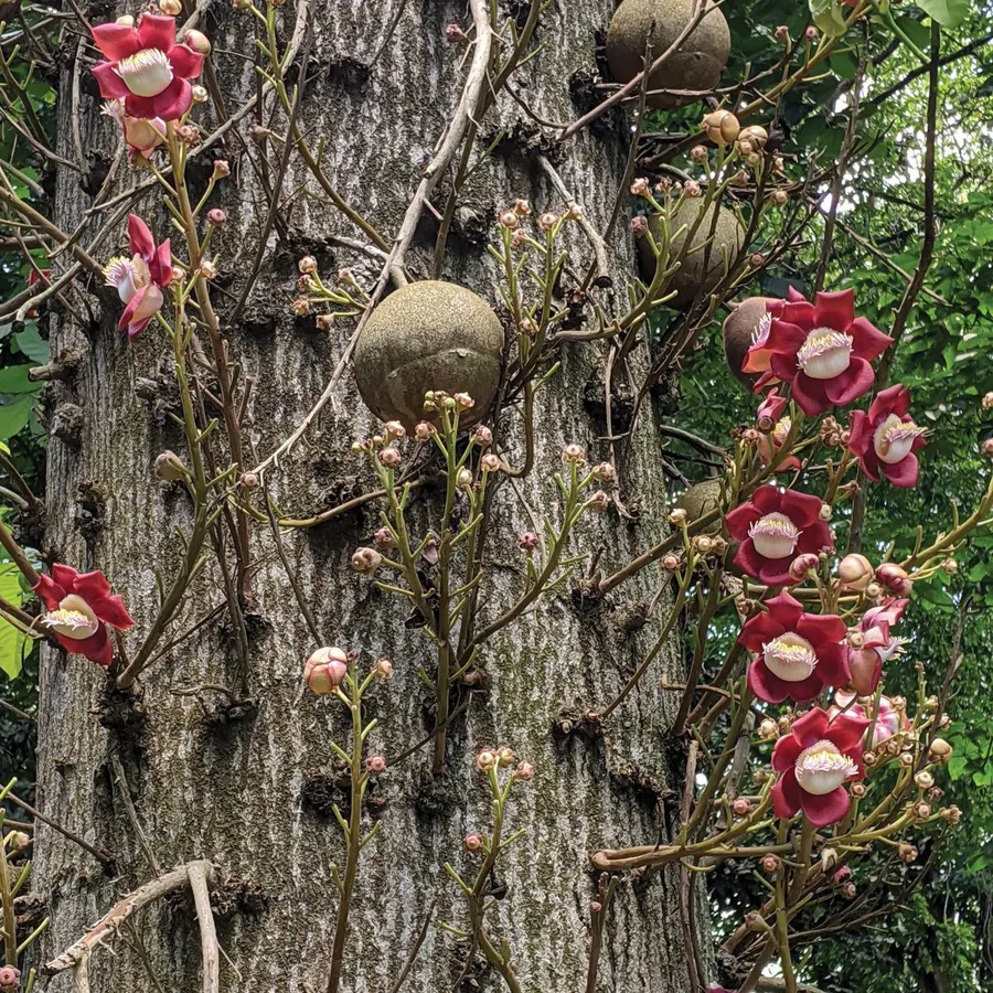 Ayahuma cannonball tree trunk bearing pink flowers and round fruits