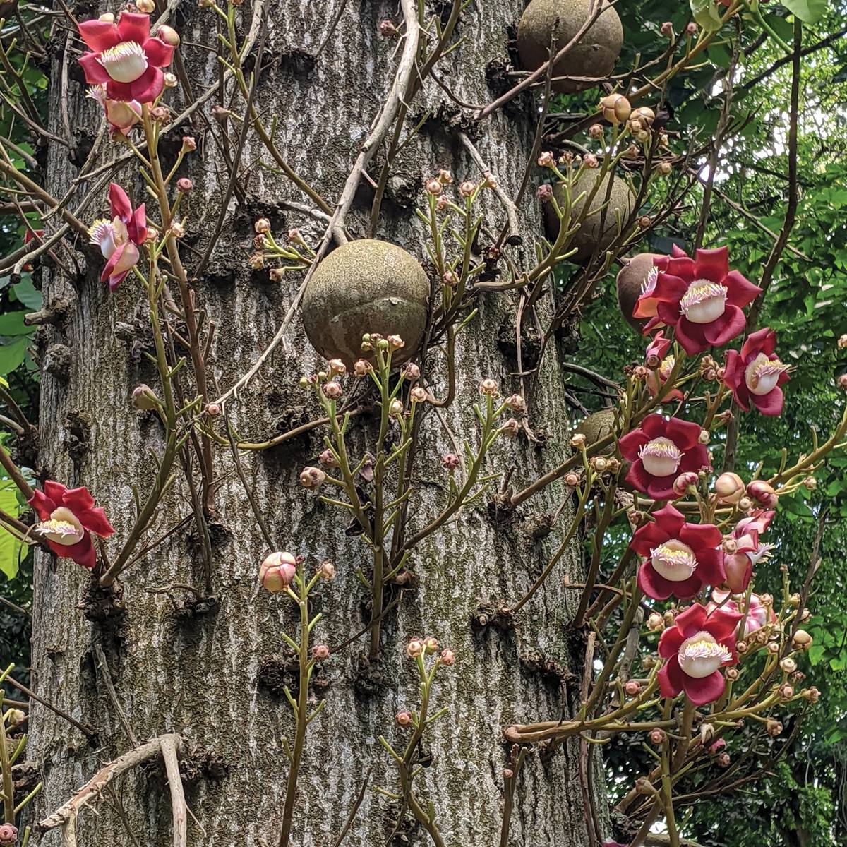 Ayahuma (cannonball tree) trunk with flowers and round fruits growing straight from it
