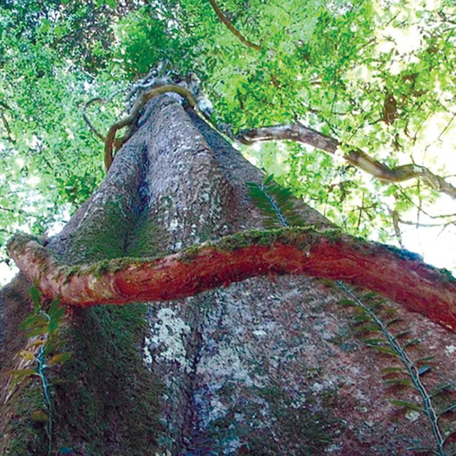 Chuchuhuasi tree trunk rising into the rainforest canopy