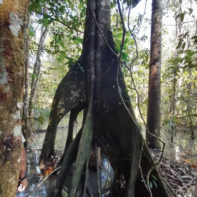 Cumaceba