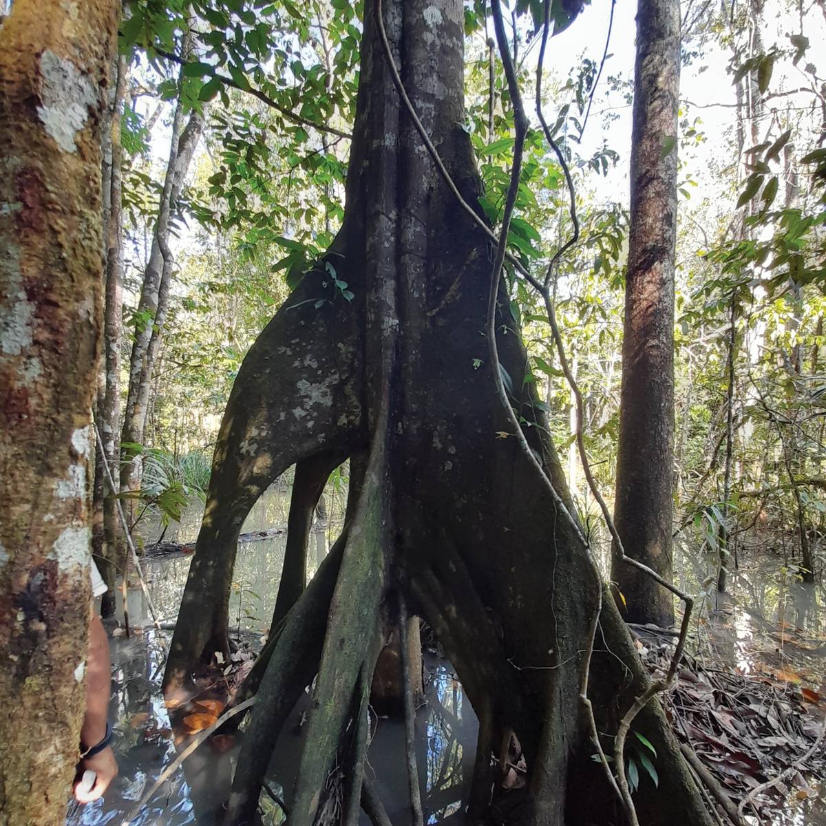 Cumaceba tree standing on buttress roots in flooded rainforest