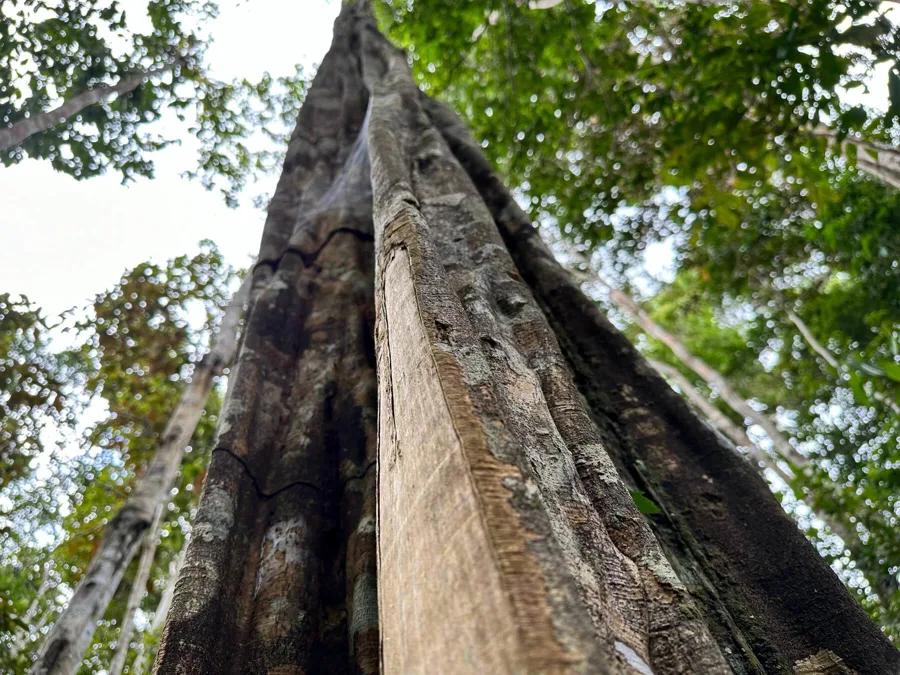 Remo Caspi tree with a tall fluted trunk in the forest