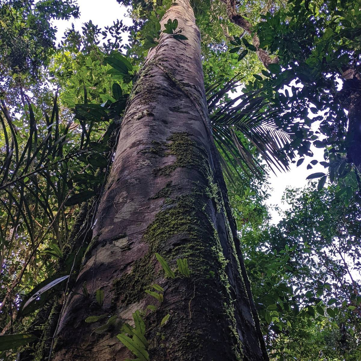 Tamamuri tree trunk rising into the rainforest canopy